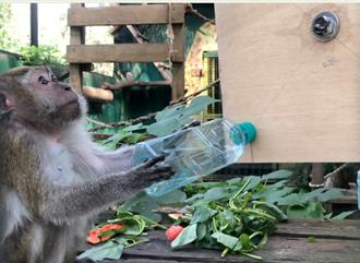 化废为宝！动物园「行为丰富化」大赛 徵求环保新方案