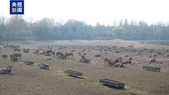 陸復育1.4萬隻「四不像」麋鹿  國家保護研究中心掛牌