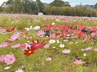 石秀灣秘境湖畔花彩節 11／23登場