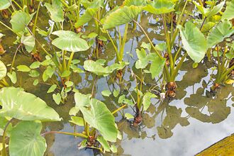 苑裡農損補助卡關 縣府允複勘