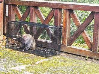 嘉縣 猴滿為患 議員籲比照浪浪絕育