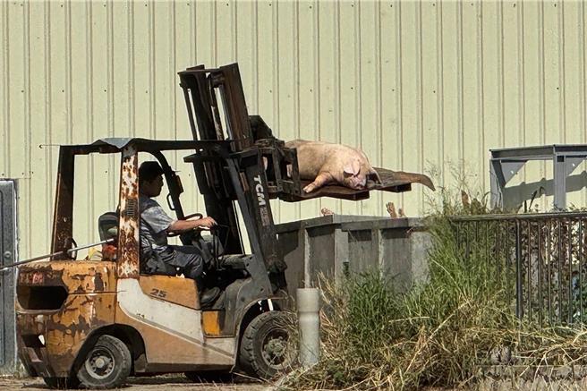 新竹肉品市場員工將斃死豬放到貯存桶內，縣議員蔡蕥鍹指民眾行經該內品市場路段時，聞到惡臭會嘔吐。（蔡蕥鍹團隊提供。羅浚濱新竹傳真）