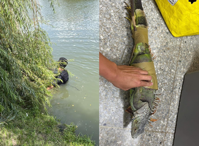 台中市农业局指出，台中市野生动物保育学会协助捕捉绿鬣蜥，目前尚无野化族群。（台中市野生动物保育学会提供）