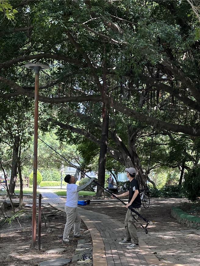 台中市农业局指出，台中市野生动物保育学会协助捕捉绿鬣蜥，目前尚无野化族群。（台中市野生动物保育学会提供）