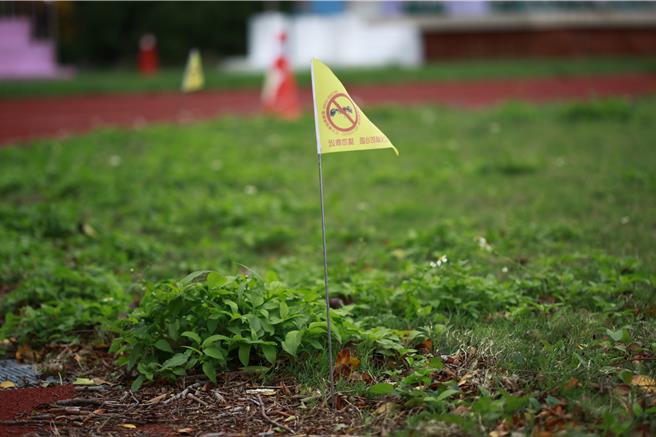 苗栗县头份市永贞国小操场近日遭红火蚁入侵，原本发现8处蚁丘，近期已扩散至12处，校方在蚁丘上插上旗志，并在周边放置警示安全锥。（吕丽甄摄）