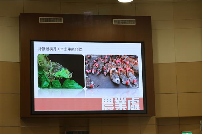 绿鬣蜥入侵苗栗县，引起县议员张佳玲及郑聚然关切。（谢明俊摄）