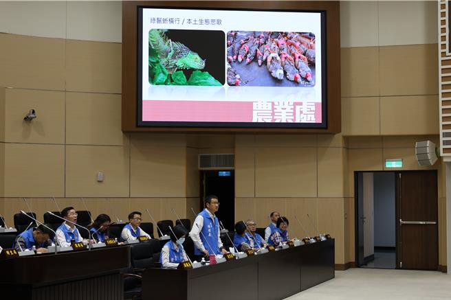 绿鬣蜥入侵苗栗县，农业处长陈树义解释应该是搭南部的菜车北上的。（谢明俊摄）