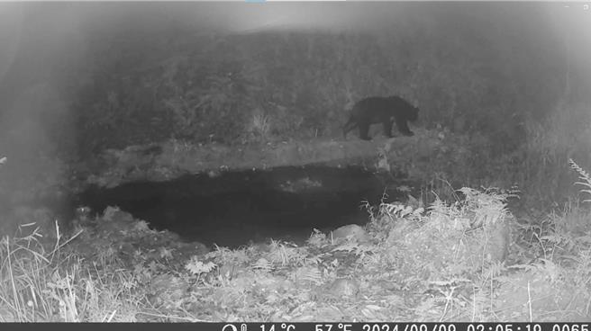 嘉义县邹族猎人协会猎人汤志卿今年9月在特富野部落猎场监测到台湾黑熊出没。（林业署嘉义分署提供／吕妍庭嘉义传真）