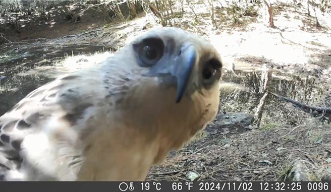 嘉义县邹族猎人协会在新高口巡守区域也记录到熊鹰身影。（林业署嘉义分署提供／吕妍庭嘉义传真）