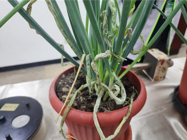 因氣候變遷與抗藥性問題，甜菜夜蛾的防治難度逐年增加，對宜蘭縣名產的三星蔥蒙受蟲害打擊。(黃敬文攝)