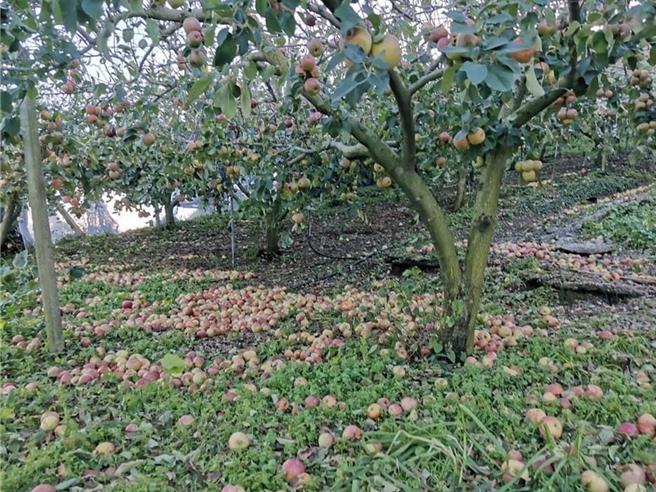 梨山蘋果受風災影響落果嚴重。（果農陳融提供／李京昇台中傳真）