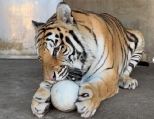 运用废弃牡蛎的多孔性制成的「大猫不倒翁扩香石」让老虎玩得不亦乐乎。（TAZA协会提供）