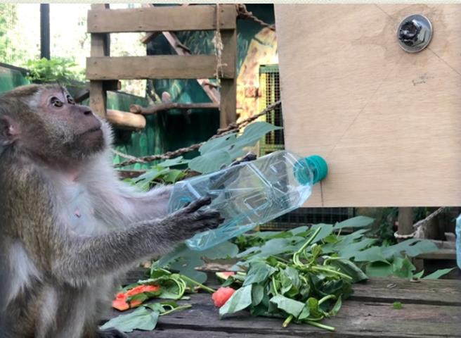 由保特瓶制作的「转转乐」运用转动原理，让马来猴及绿猴有更多探索机会。（TAZA协会提供）