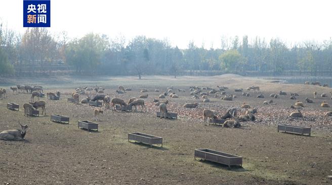陆麋鹿復育1.4万只，国家保护研究中心挂牌。（大陆央视）