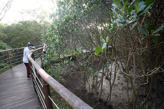 专家表示，红树林和海草床的復育，如果妥善管理，可能增加台湾的自然碳匯。图／本报资料照片