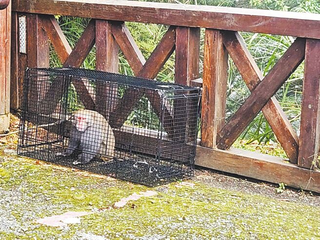 林業署嘉義分署為檢測人畜共通疾病，去年在阿里山森林遊樂區內採用誘捕方式，為台灣獼猴檢測、絕育，最後共抓到6隻猴子。（林業署嘉義分署提供／呂妍庭嘉義傳真）