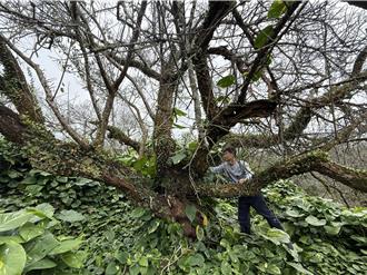 楠西梅嶺20萬梅樹花期提早！元旦起迎雪白花海