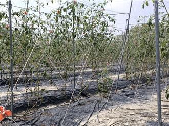 康芮颱風肆虐 高雄爭取擴大農損救助項目 即日起受理