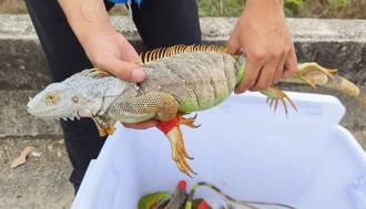 綠鬣蜥擴散危機！中央成立聯合小組移除 林保署明邀縣市討論對策