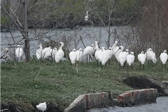 来嘉义赏鸟！鳌鼓溼地逾万只候鸟南飞过冬