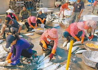 雲林 養殖烏魚子沒漲價 補冬買氣佳