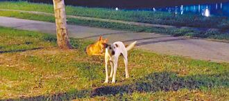 通報捉浪浪 里長遭嗆不再投你