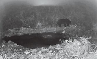 嘉縣 4度拍到台灣黑熊 獵人又領5萬