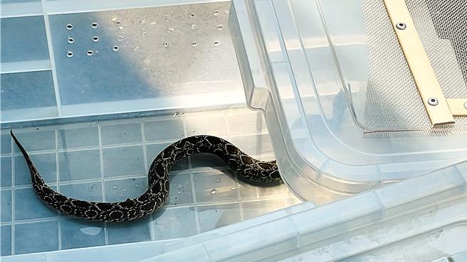 專家提醒，台灣低海拔蛇類不會冬眠，秋冬之際仍有遇蛇可能性。（蕭嘉蕙攝）