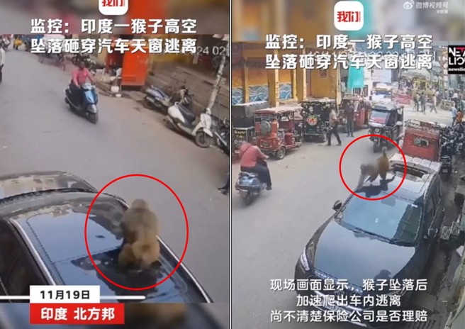 印度一只齐天大圣从天而降，直接砸破停在路旁轿车的天窗，然后逃逸无踪。（图／翻摄微博）