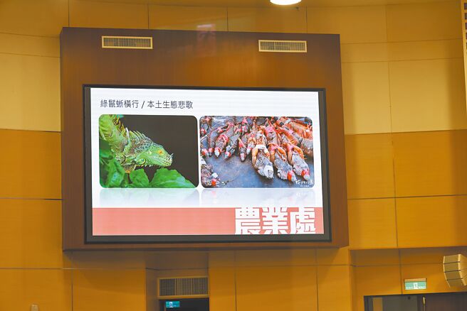 绿鬣蜥近年来入侵苗栗县。（谢明俊摄）