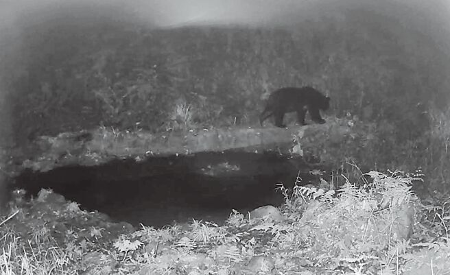 嘉義縣鄒族獵人協會獵人湯志卿繼5、6月三度拍到大小黑熊後，9月又在特富野部落獵場拍到成年黑熊散步。（林業署嘉義分署提供／呂妍庭嘉義傳真）