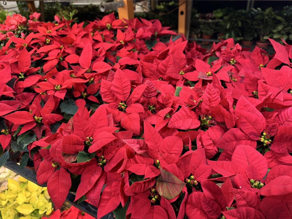 耶誕氛圍爆棚！台北花市超應景 推10品種聖誕紅任你挑