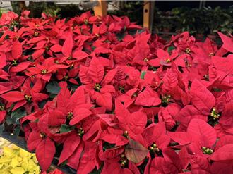 耶誕氛圍爆棚！台北花市超應景 推10品種聖誕紅任你挑