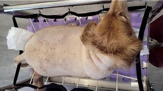 毛孩老了怎麼辦？新北動保開課助飼主釐清病因