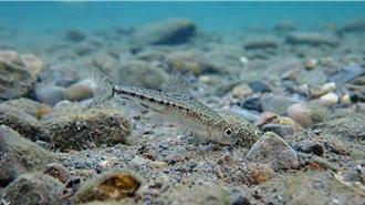 瀕危魚種重獲新生！巴氏銀鮈復育有成 規畫回放溪流