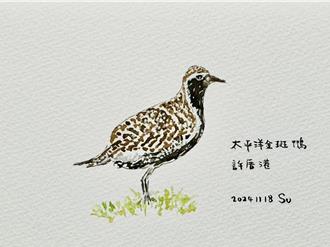 許厝港溼地變身賞鳥天堂！蘇俊賓手繪候鳥超萌