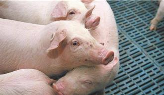 豬的器官經基因編輯移植給人？ 陸已成功將豬腎和肝移植進人體