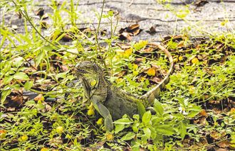 開放民間受訓即可！農業部砸6000萬盼移除12萬隻綠鬣蜥