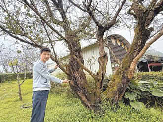 梅嶺 梅子雞熱銷 梅花有望元旦報到