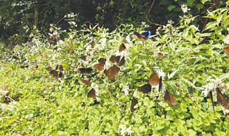 僅萬隻 茂林紫斑蝶度冬數量減