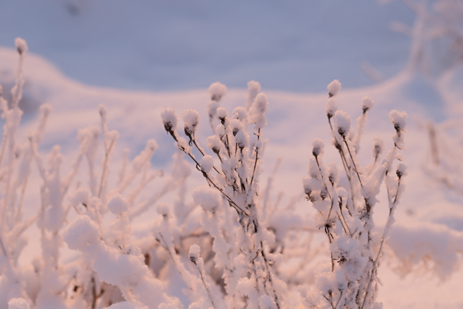 羊、馬、蛇3生肖在小雪後將翻身逆襲，工作、財運迎來豐收的時刻。（示意圖：Shutterstock／達志）
