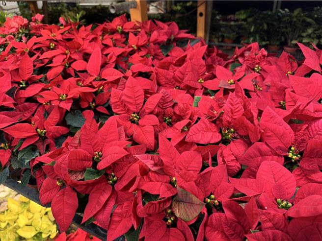 台北花市为因应12月耶诞节即将到来，特别在圣诞红产季期间前往产地进行供货和品质了解，红色系圣诞红占整体供货90％。（台北花市提供）