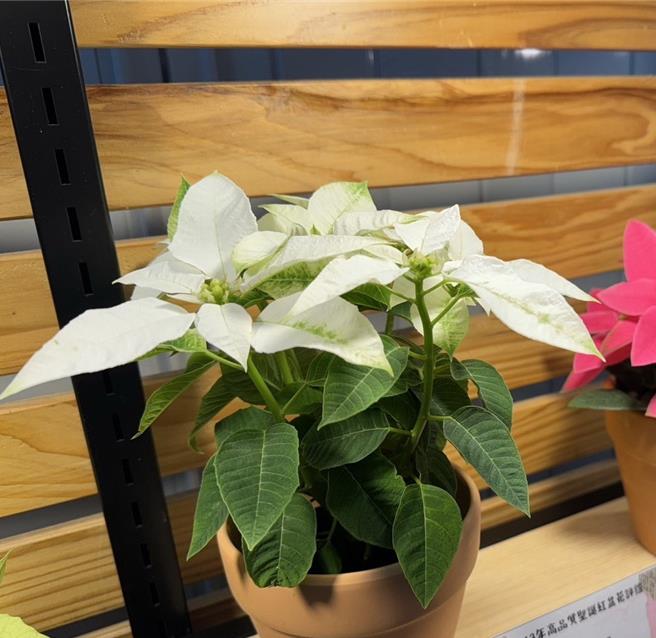 台湾圣诞红市场流通超过10款品种，除红色系，还有白色系，如纯白，提供消费者多种选择。（台北花市提供）