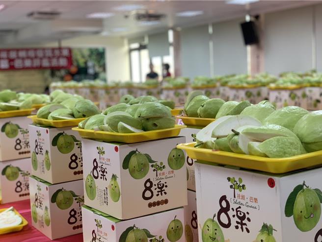 中部地區番石榴（芭樂）評鑑今（22）日在社頭鄉農會登場，鄉農會邀請10位專業評審老師，針對99組參賽芭樂的外觀、甜度、口感等進行評鑑。（葉靜美攝）