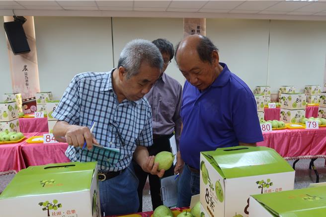 中部地區番石榴（芭樂）評鑑今（22）日在社頭鄉農會登場，鄉農會邀請10位專業評審老師，針對99組參賽芭樂的外觀、甜度、口感等進行評鑑。（葉靜美攝）