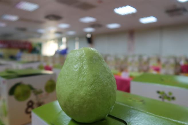 中部地區番石榴（芭樂）評鑑今（22）日在社頭鄉農會登場，鄉農會邀請10位專業評審老師，針對99組參賽芭樂的外觀、甜度、口感等進行評鑑。（葉靜美攝）