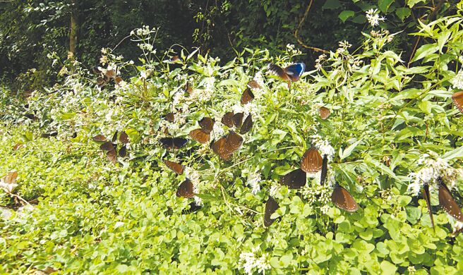 因今年气候不够冷，且多次颱风破坏紫斑蝶蜜源及栖息地，导致目前紫斑蝶数量不多。（廖金山提供／林雅惠高雄传真）