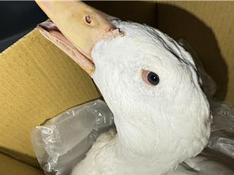 影》鴨子快車道求生！海巡跨縣市接力救援 「阿福」落淚了