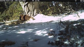 3年逾60萬張影像！雪霸52部紅外線監測相機 捕捉珍稀畫面