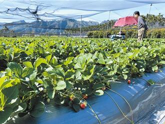 农业权、农业发展不应混淆  内政部重申贸然推动将导致土地炒作